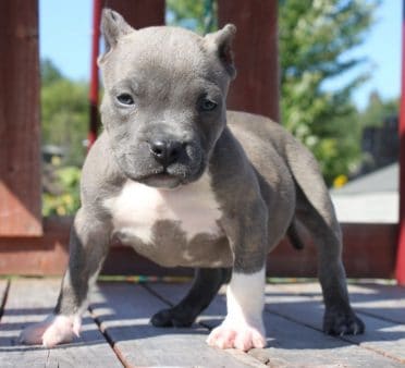 Pocket Pitbull