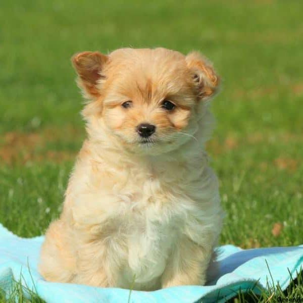 Pomapoo Puppy