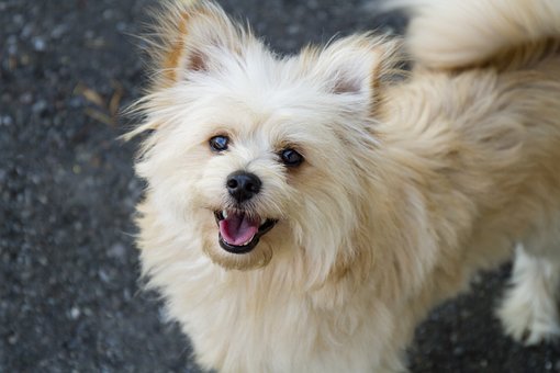 pomapoo with pointed ears