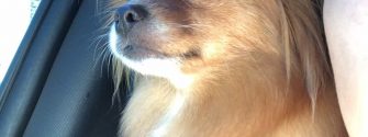 Adult Pomchi in the car