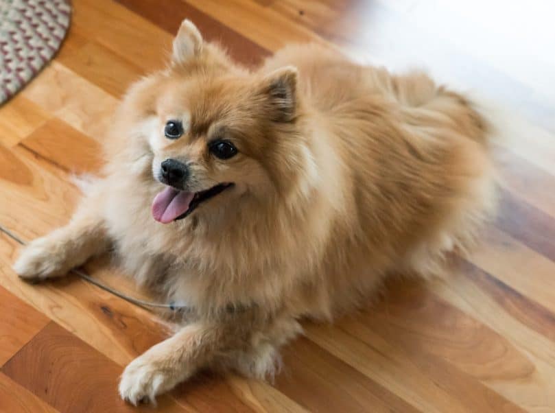 Pomeranian laying down