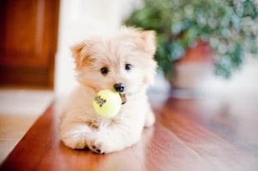 Pomeranian Poodle Mix also known as Pampoo