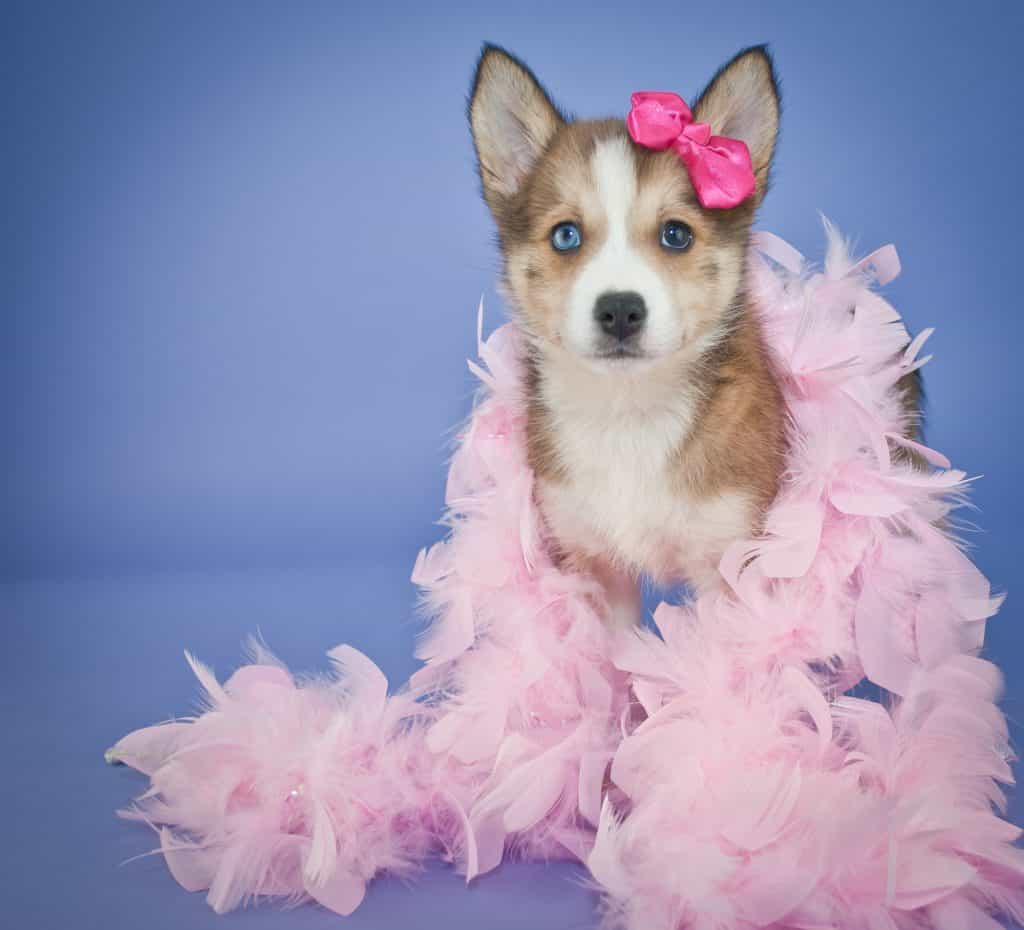 Very cute Pomsky puppy with a pink feather boa and a little pink bow in her hair, standing on a purple background.