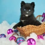 Cute Pomsky puppy sitting in a basket in the snow with purple Christmas ornaments around her on a blue background with copy space.