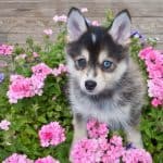 Sweet little Pomsky puppy sitting outdoors with flowers around her,