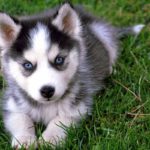 Pomsky