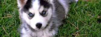 Pomsky