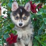 Sweet little Pomsky puppy sitting outdoors with flowers around her,