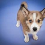 Close up of a sweet Pomsky puppy looking up on a purple background.