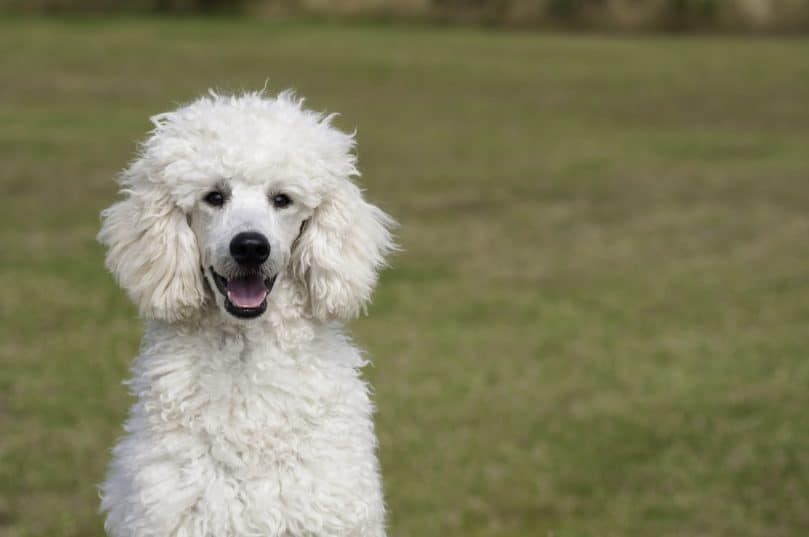 White poodle sitting outside