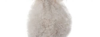 Standard Poodle