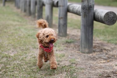 Small poodle running on the grass