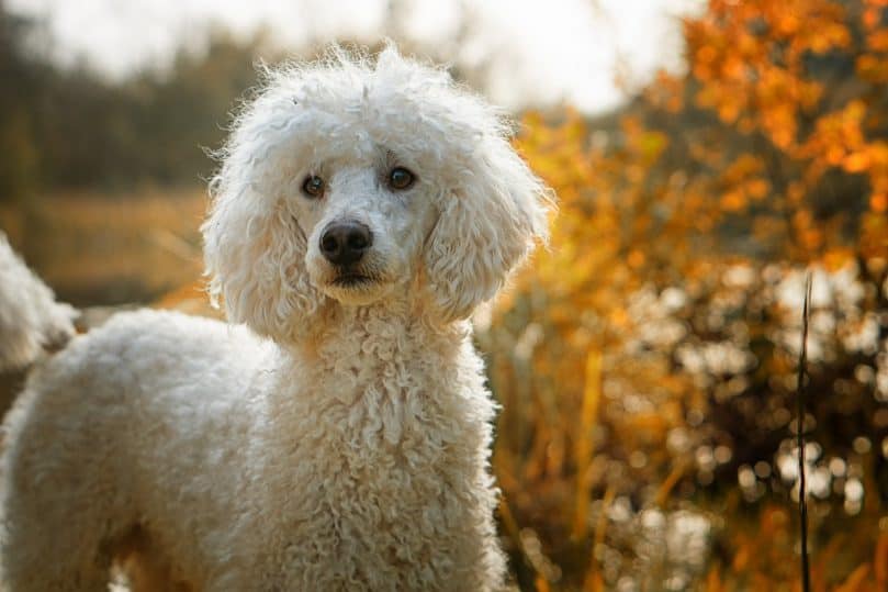 Close up of Poodle