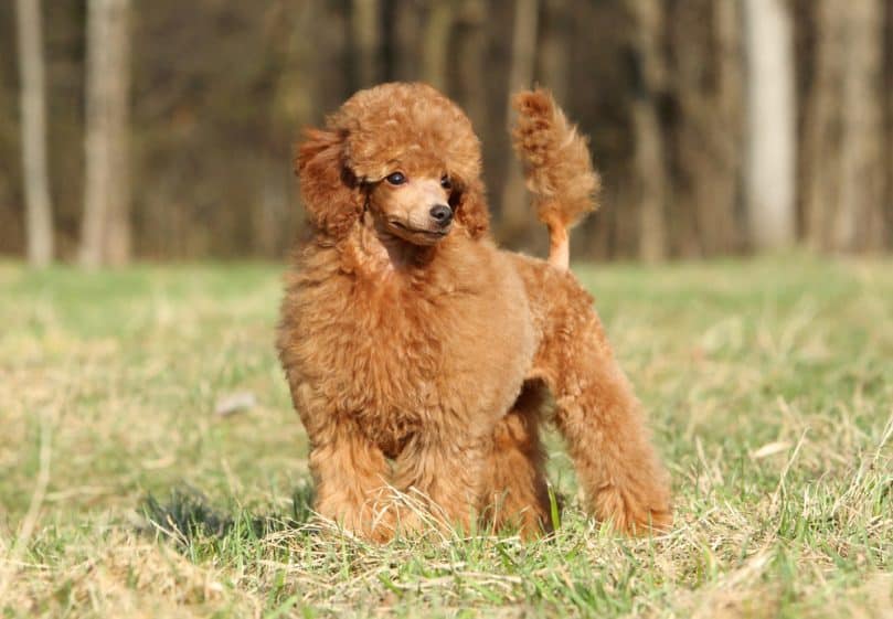 Toy poodle puppy standing outside in the grass