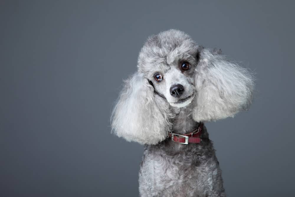 Close-up portrait of obedient small gray poodle with red leather collar on grey background