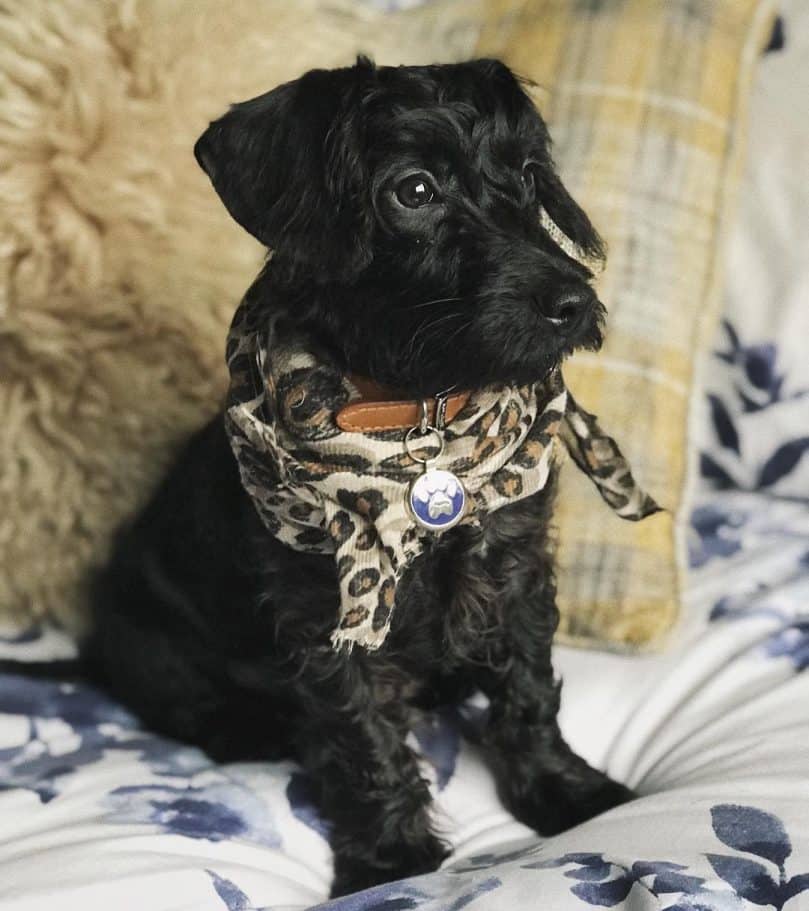 Poodle Dachshund Mix