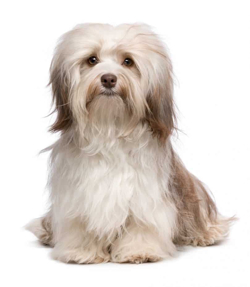 Gray and white Havanese dog