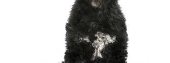 Black Portuguese Water Dog sitting up