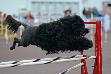 Portuguese Water Dog in lion clip jumping over hurdles