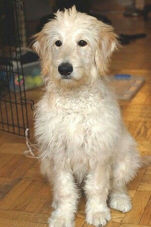 Portuguese Water Dog and Golden Retriever Mix standing indoors