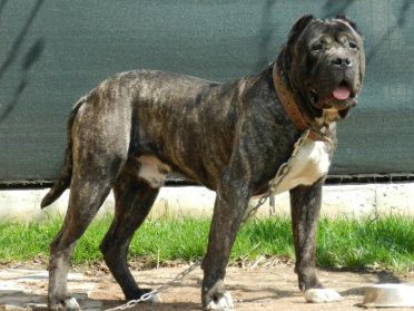 Presa Canario