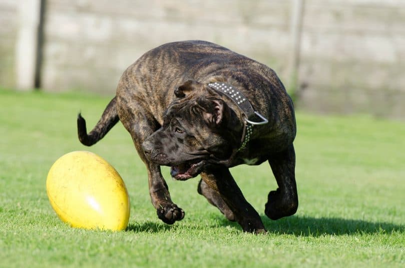 Presa Canario playing with toy