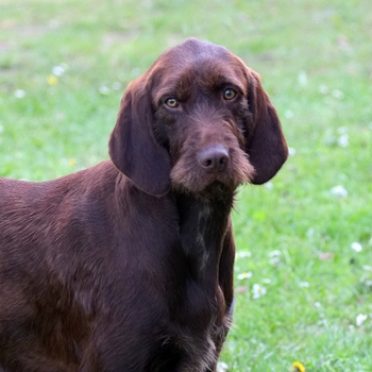 Pudelpointer also known as Pudel or the English Pointer