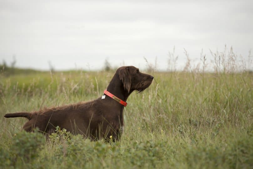 Full grown Pudelpointer pointing in a field.