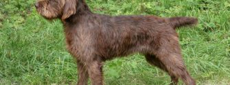 Full grown Pudelpointer standing outside.