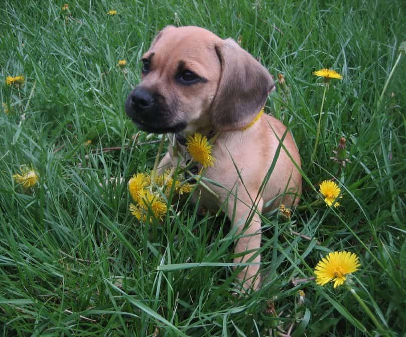 Puggle puppy playing outside in the grass and flowers