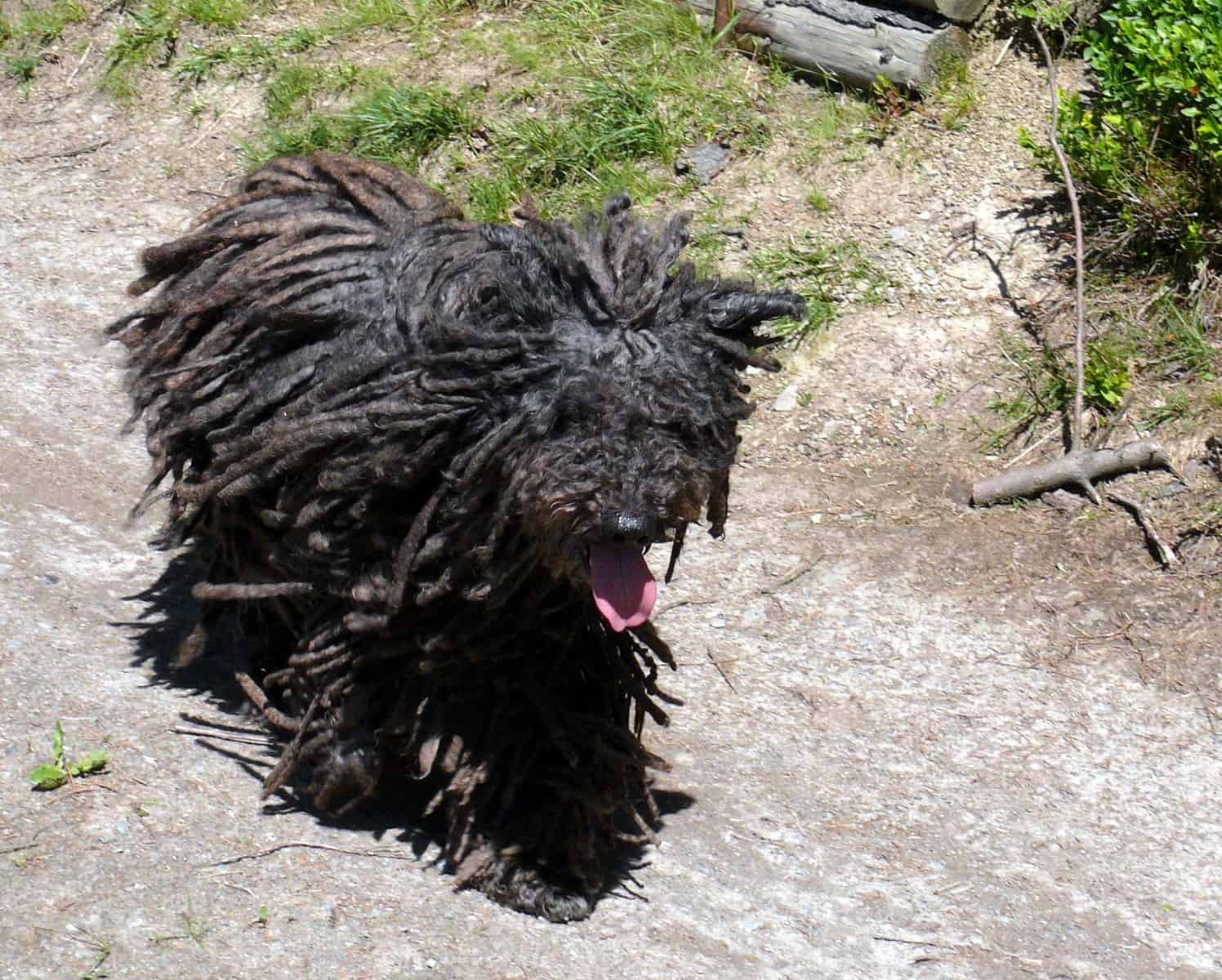 Black Puli running outside