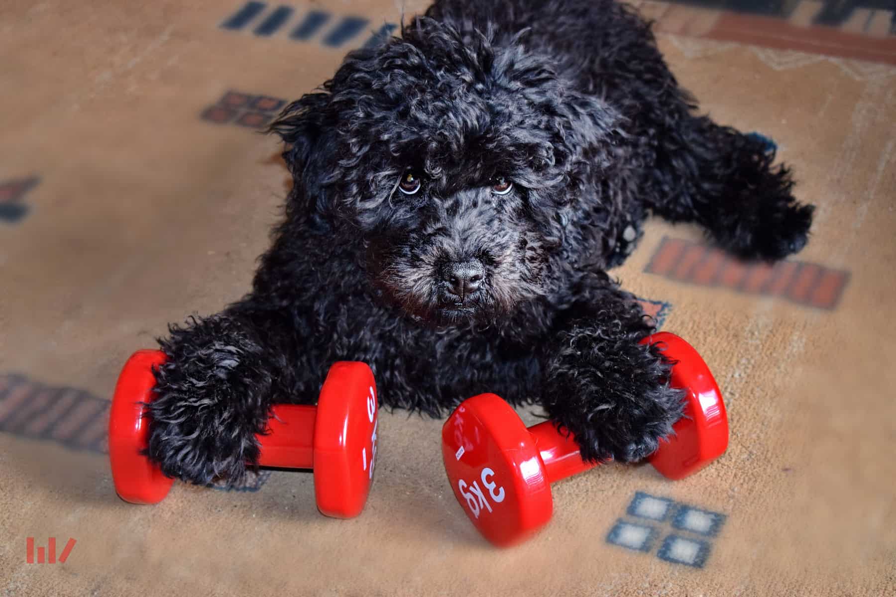 Puli puppy with paws on weights