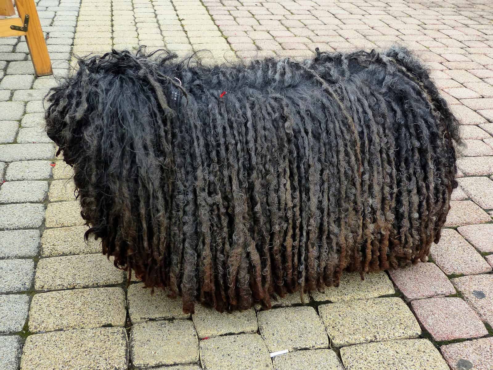 Puli with full-length cords standing on the street