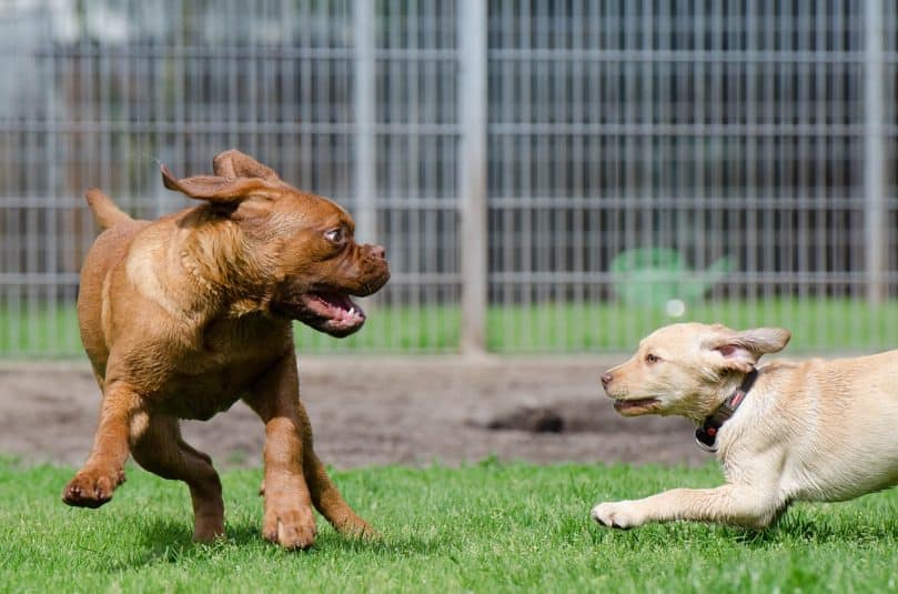 Two puppies playing in pen