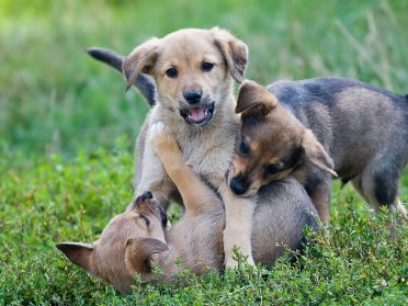 Three young puppies playing on the grass