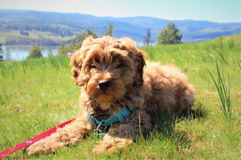 Australian Labradoodle laying in grass