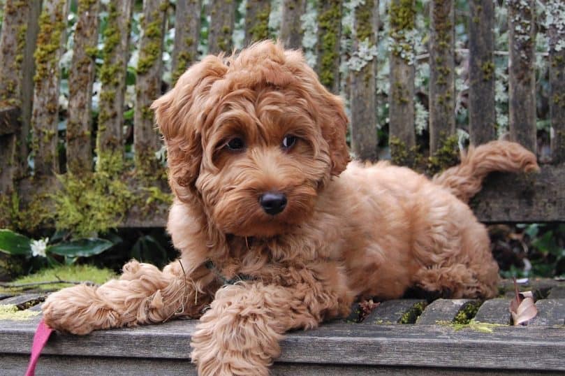 Australian Labradoodle laying down