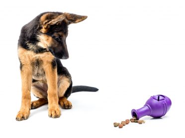 Gerrman shepherd puppy looking curiously at rubber treat release puzzle toy shot on white background