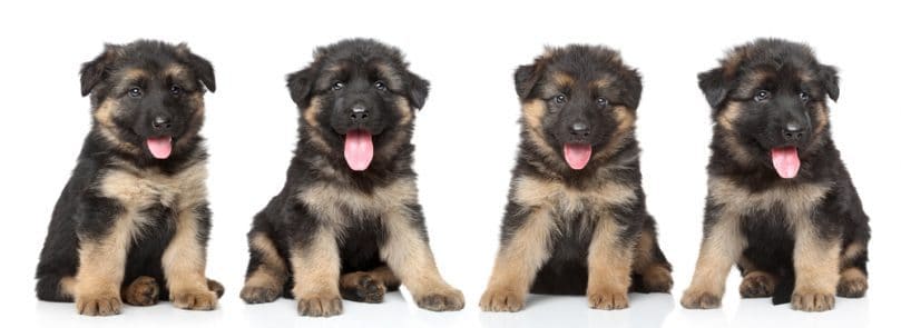 German shepherd puppies