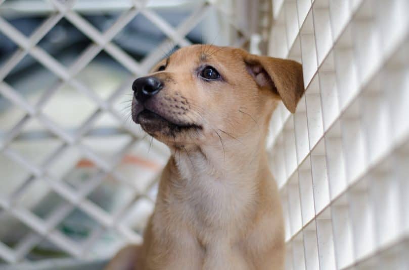 Small puppy looking up in playpen