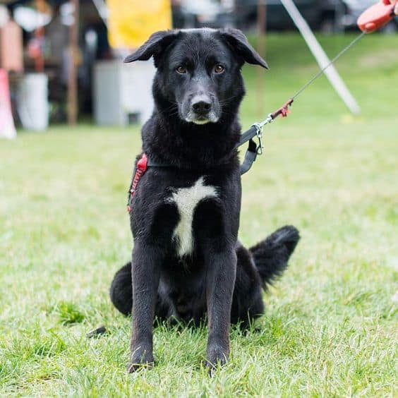 Portuguese Water Dog and Labrador Retriever Mix on a leash standing in the grass