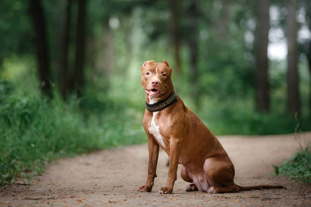 pit bull terrier dog in the park, red pet on the grass