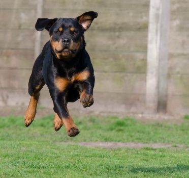 Rottweiler running on the grass