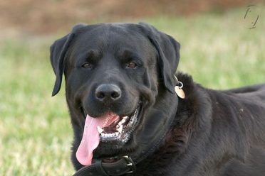 Rottweiler Lab Mix also known as Rottador