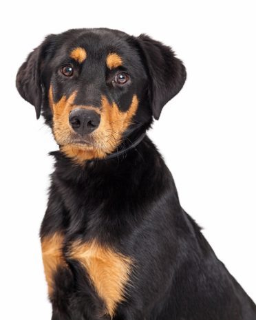 Portrait of a cute Rottweiler and Labrador Retriever mixed breed eight month old puppy dog