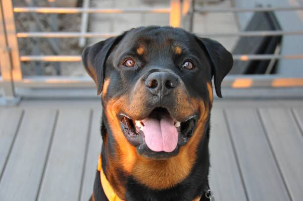 Rottweilers is one of the Scariest Dog Breeds