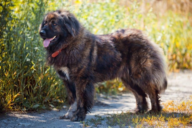 Russian Bear Dog