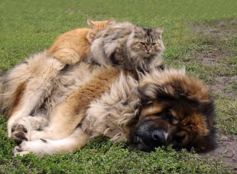 Russian Bear Dog with cat