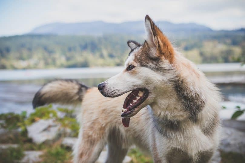 Saarloos Wolfhound against a mountain