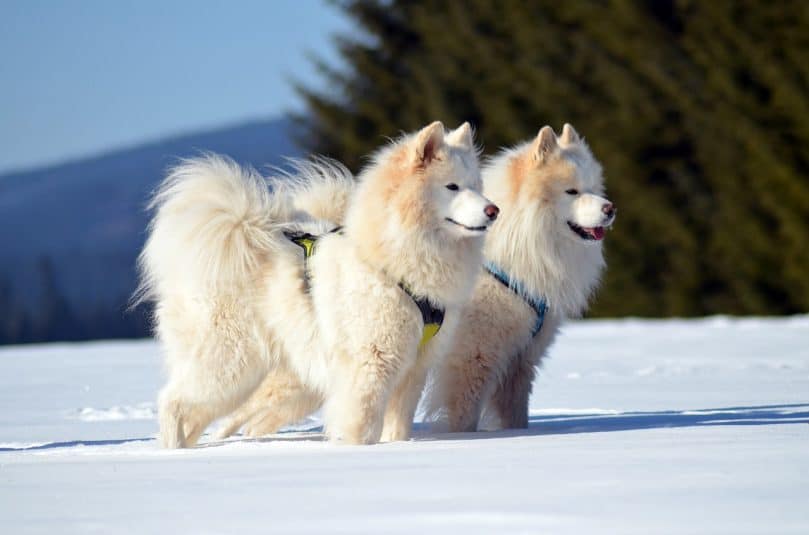 Two Samoyed dogs in the snow